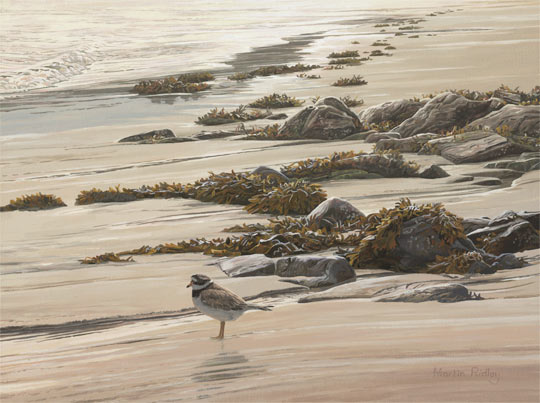 Common Snipe - Game bird pictures - Bird painting in oils